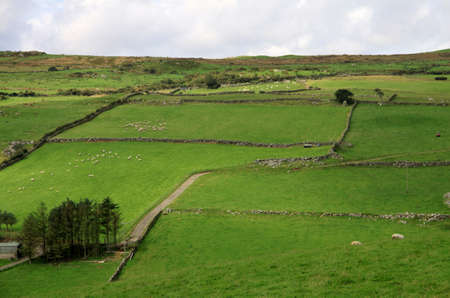 hills with green fields and sheeps, northern irelandの写真素材