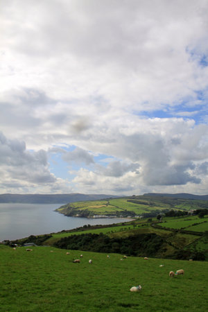 Landscape of hills with green fields and sheeps along Antrim Coast in Northern Ireland