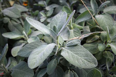 sage plantの写真素材