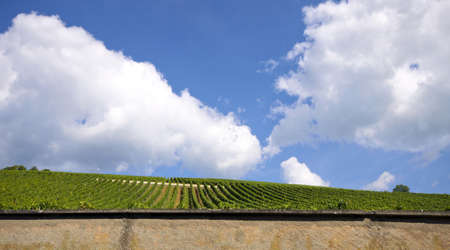 vineyard and blue sky in Alsace, Franceの写真素材