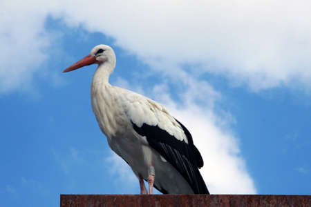 stork on the roof, profile pictureの写真素材