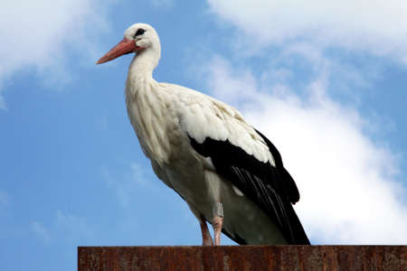 stork on the roof in Alsace, Franceの写真素材