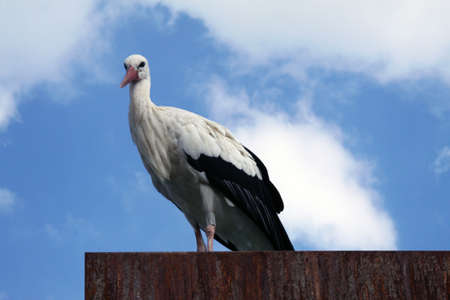 stork on the roof with blue sky and cloudsの写真素材