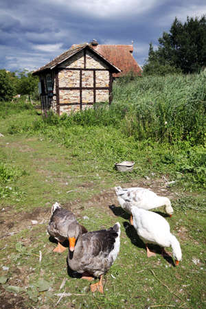gooses in the courtyard, French countryの写真素材