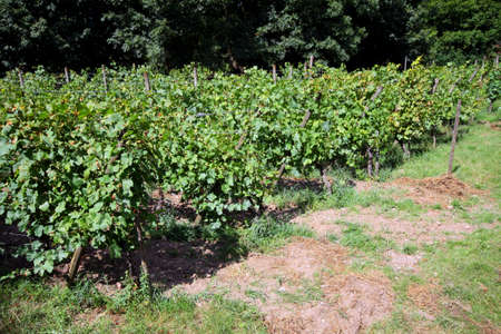green vineyard in Alsace, Franceの写真素材