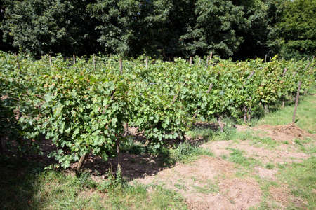 vineyardの写真素材