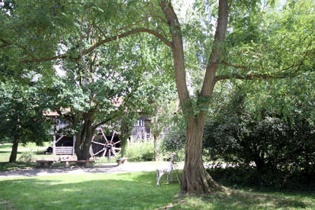country green landscape with water windmill and goatの写真素材