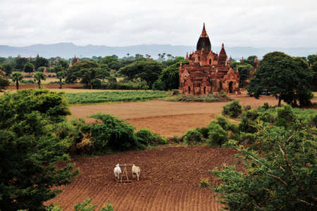 Bagan landscape with holy ancient temples and cultivated field with ox cartの写真素材