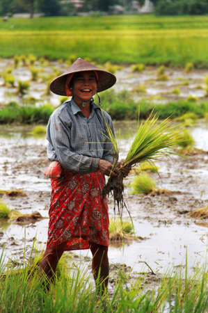 Myanmar woman working in a rice paddy Field on the road to Mandalayのeditorial素材