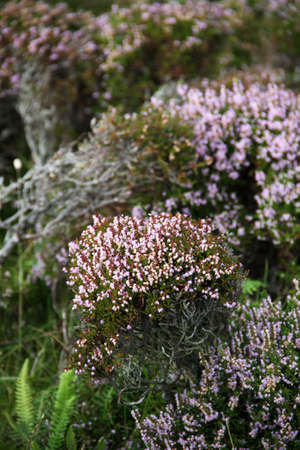 Northern Ireland small vegetation near Slieve League cliffs in Donegalの写真素材