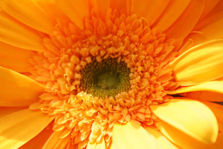 yellow daisy close-upの写真素材