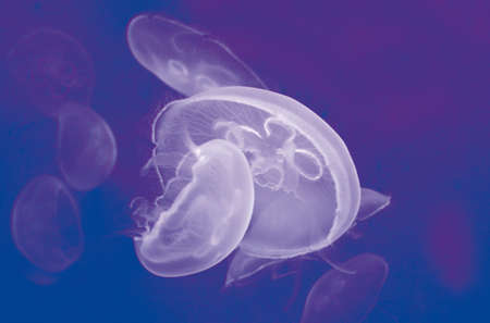 many jellyfishes floating in the blueの写真素材