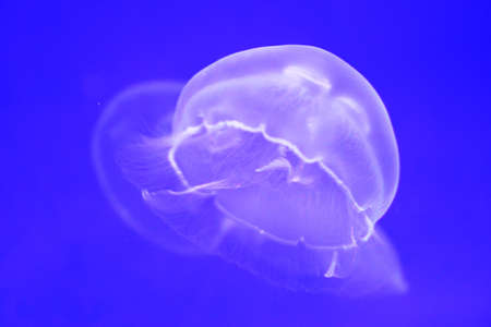 jelly fishの写真素材