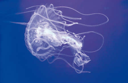jelly fishの写真素材