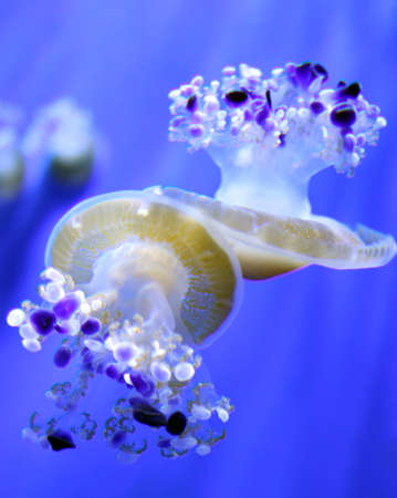 two jelly fishesの写真素材