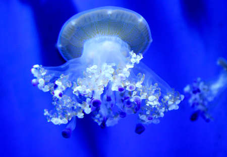 jelly fishの写真素材
