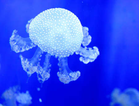 jelly fishの写真素材