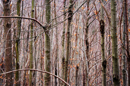 dry forest in winterの写真素材