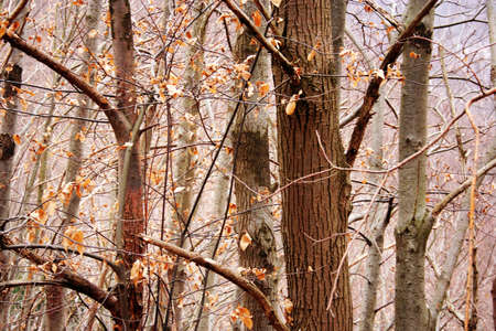 dry forest in winterの写真素材