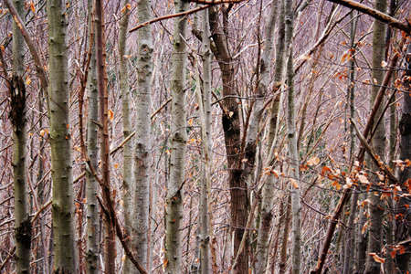 dry forest in winterの写真素材