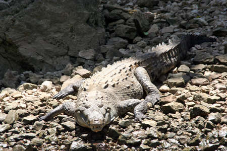 crocodileの写真素材