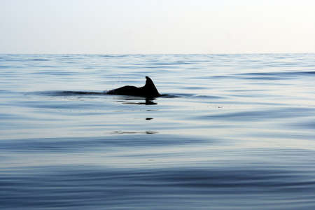 whaleshark fin in gulf of mexicoの写真素材