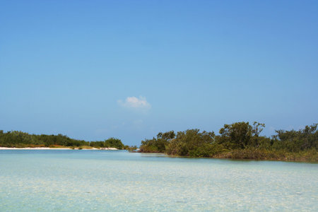 mangrove forest and lagoon in gulf of Mexico, Isla Holbox
