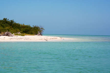 isla Holbox vegetation, gulf of Mexico, Yucatan, Mexicoの写真素材