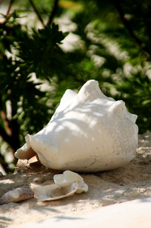 shell on the beach, Mexico