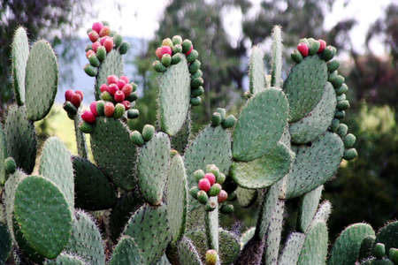 mexican cactusの写真素材