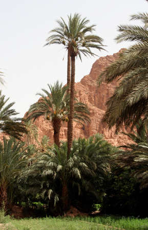 palms in moroccoの写真素材