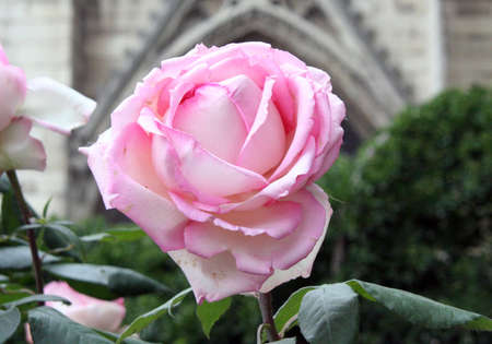 pink rose, Parisの写真素材