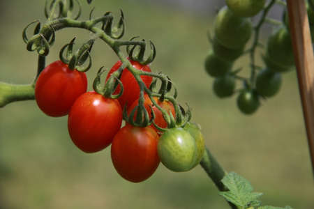 branch with cherry tomatoesの写真素材