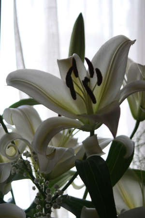 Bunch of white lily flowers inside homeの写真素材