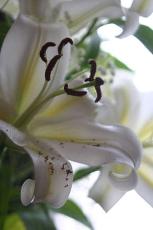 White lily close-upの写真素材