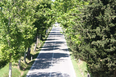 Road between the treesの写真素材