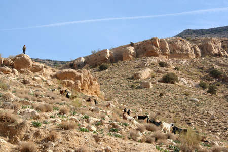 goats eating shrubs in Dana reserve, Jordanの写真素材