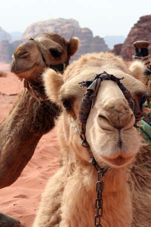 portrait of funny dromedaries in Wadi Rum desert, Jordan, Middle Eastの写真素材
