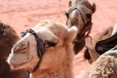 portrait of funny dromedaries in Wadi Rum desert, Jordan, Middle Eastの写真素材