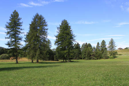 pines in green landscape, Folgaria upland, province of Trento, Italyの写真素材