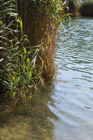 detail of vegetation with aquatic reeds in Lavarone Lake near Folgaria, Trentino Alto Adige, Italyの写真素材