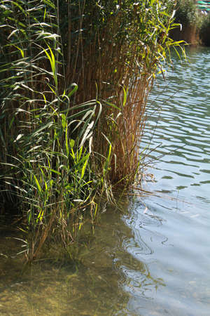 detail of vegetation with aquatic reeds in Lavarone Lake near Folgaria, Trentino Alto Adige, Italyの写真素材