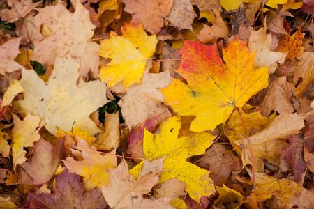 Background of colorful autumnal maple leaves on the groundの写真素材