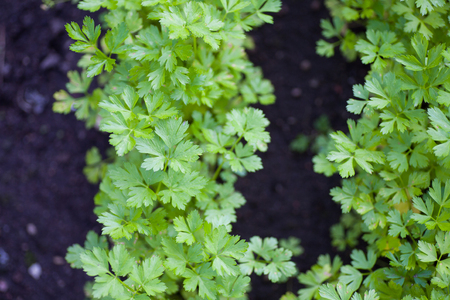Growing organic flat-leaf parsley in black garden soilの写真素材