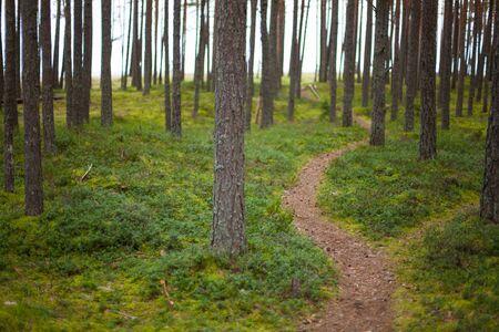 Hiking trail in a pristine pine forest with a lush green floorの写真素材