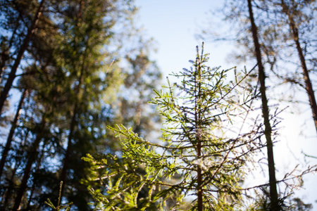 Blue skies and sun shining through the branches of a small spruce tree in a pristine forestの写真素材