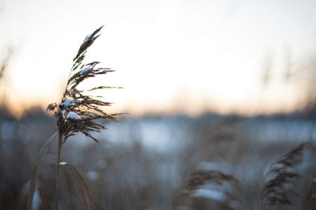 Wind blowing through thatch on a cold nightの写真素材