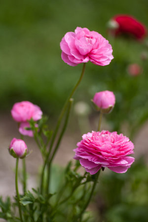 Hot pink Ranunculus flower blossoms growing in the garden