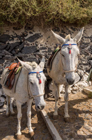 Donkey and Mule Path in Thira, Santorini, Greeceの写真素材