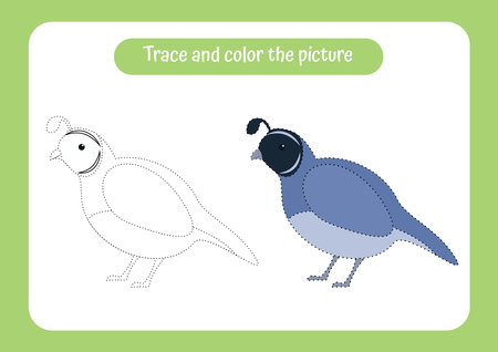 Quail. Trace and color the picture. Educational game for children. Handwriting and drawing practice. Nature theme activity for toddlers, kids. Vector illustration.のイラスト素材